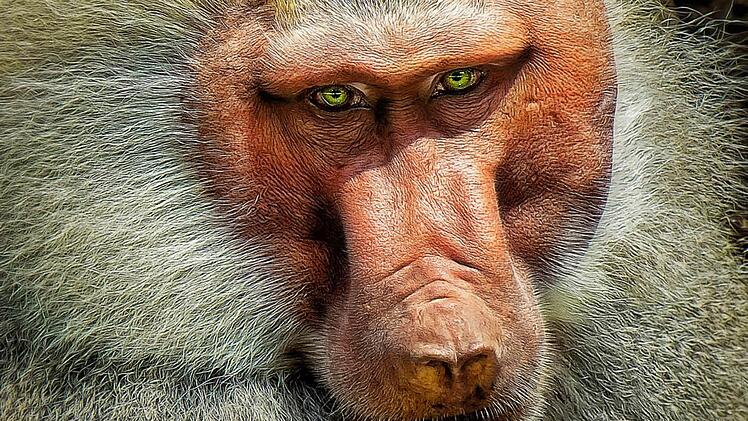 Mit seinem Pavian-Portrait überzeugte Gerd Wetzels vom Rhönklub-Fotokreis Münnerstadt die Jury. Er kam in der Sparte "freies Thema" mit seinen eingereichten Bildern auf dem zweiten Platz.  Foto: Gerd Wetzels
