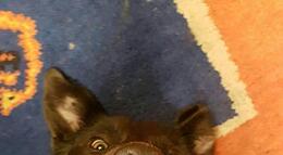 Vorschaubild