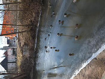 26. Februar 2018: Gleiche Stelle, gleiche Eiseskälte. Von der Brücke sind noch die Lager übrig, die Eisfläche ist deutlich instabiler.