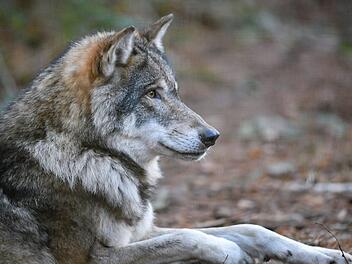 Ein Wolf im Gehege im Wildpark Schorfheide in Brandenburg. Patrick Pleul/dpa-Zentralbild/ZB +++ dpa-Bildfunk +++