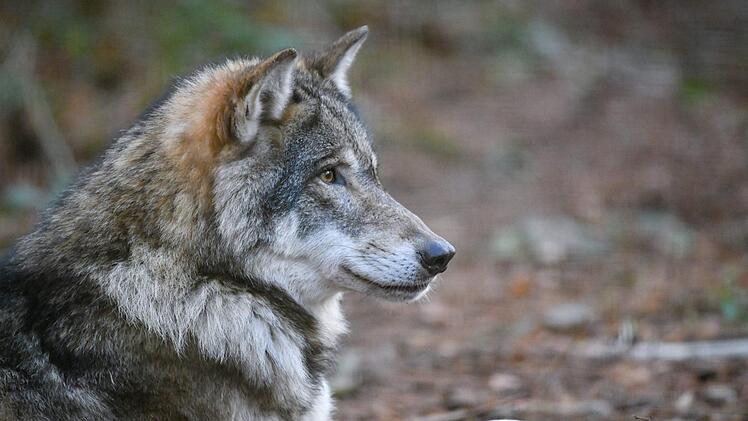 Ein Wolf im Gehege im Wildpark Schorfheide in Brandenburg. Patrick Pleul/dpa-Zentralbild/ZB +++ dpa-Bildfunk +++
