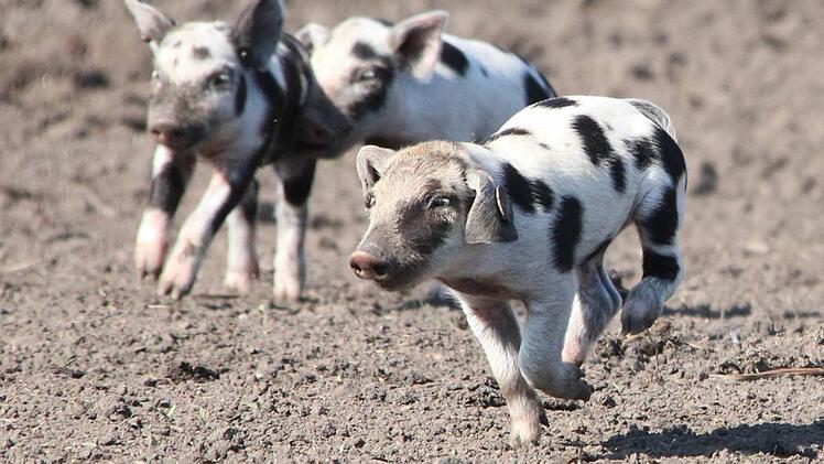 Tierschutz in der biologischen Landwirtschaft war ein Schwerpunktthema im P-Seminar der Gymnasiasten. Auf dem Foto sind Ferkel zu sehen, die sich in artgerechter Haltung ihres Lebens freuen k&ouml;nnen. Foto: Archiv