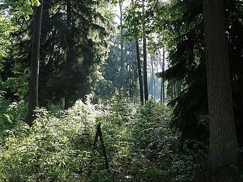 klaus behr - waldbild