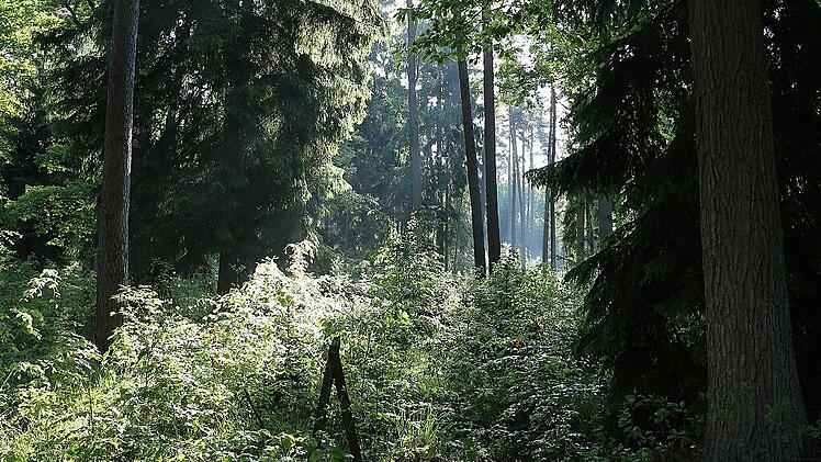 klaus behr - waldbild
