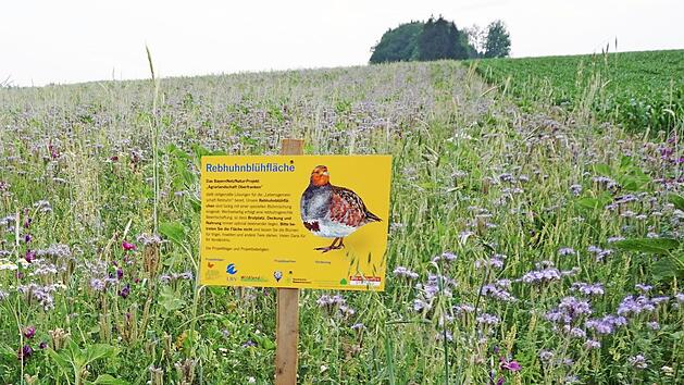 F&uuml;r mehr Insekten und Vielfalt: freiwillige Rebhuhnbl&uuml;hfl&auml;che