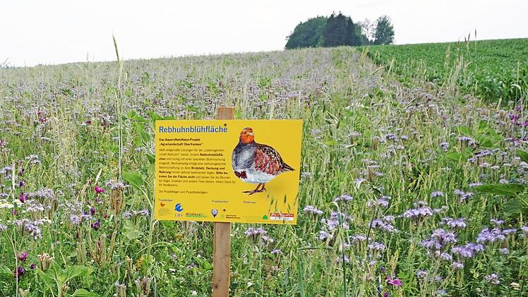 Für mehr Insekten und Vielfalt: freiwillige Rebhuhnblühfläche