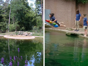 Tiergarten Nürnberg: Mehrere Pfleger baden in Eisbär-Becken - "wollten uns auch abkühlen"