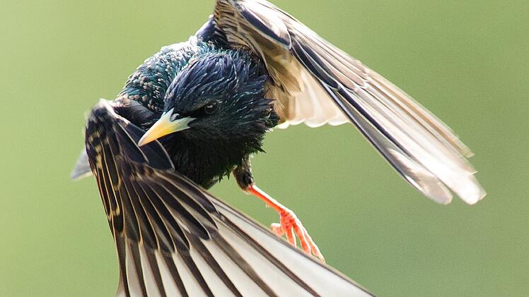 Landkreis Coburg: Diese drei V&ouml;gel wurden am h&auml;ufigsten gesichtet