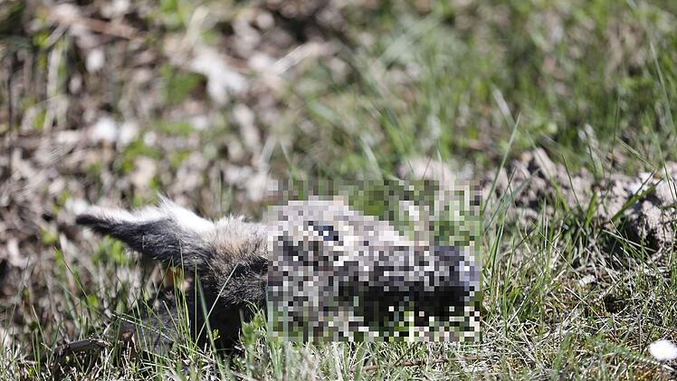 Außergewöhnlicher Wildunfall: Motorradfahrer kollidiert mit Reh und köpft das Tier dabei