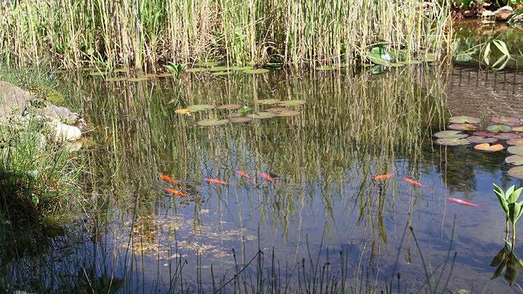 Einen reinen Ziergarten hat sich Willi Ismaier in Hausen geschaffen. Foto: Mathias Erlwein
