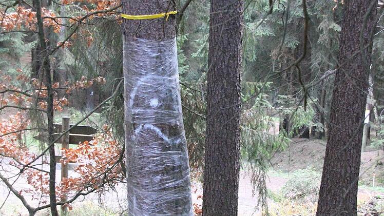 Bäume, in denen Höhlenbrüter nisteten, wurden mit einer Kamera abgesucht. Wenn keine Bewohner feststellbar waren, wurden die Eingänge zum Höhlenbaum mit Folie verschlossen.  Foto: Friedwald Schedel