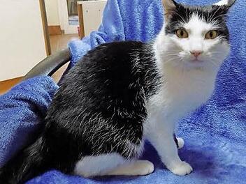 Der wundersch&ouml;ne Kater Nick sucht ein Herrchen oder Frauchen zum Schmusen und h&auml;tte im neuen Zuhause gern Freigang. Foto: Tierheim Bamberg