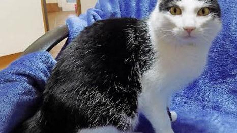 Der wundersch&ouml;ne Kater Nick sucht ein Herrchen oder Frauchen zum Schmusen und h&auml;tte im neuen Zuhause gern Freigang. Foto: Tierheim Bamberg