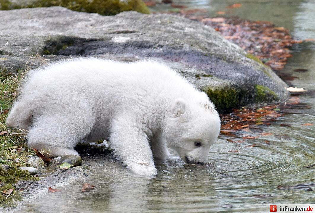 Eisbaerenbaby 2017 Tierpark Hellabrunn