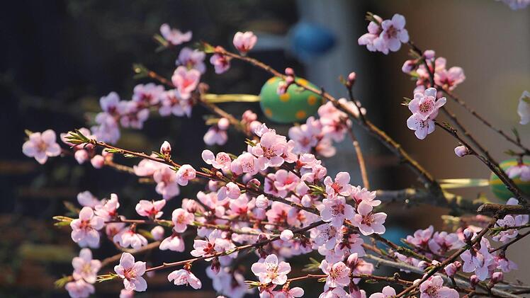 Ein blühender Pfirsich ist ein Schmuck im Hausgarten. Foto: Josef Schröder