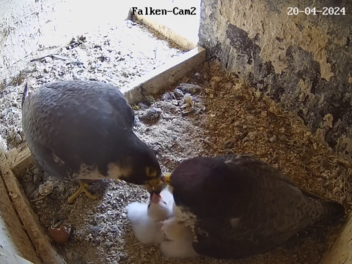 Coburg: Wanderfalken "Wanda" und "Falco" br&uuml;teten in Turmspitze der Morizkirche