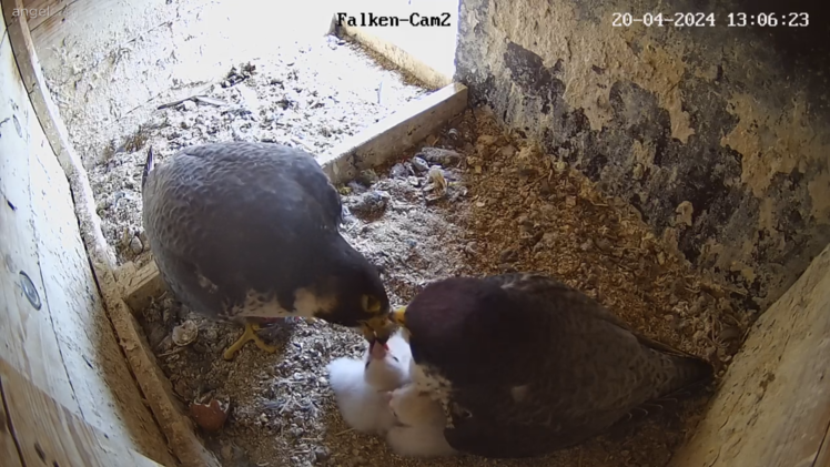 Coburg: Wanderfalken "Wanda" und "Falco" br&uuml;teten in Turmspitze der Morizkirche