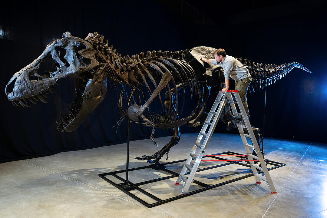 Dinosaurier Museum Altmühltal