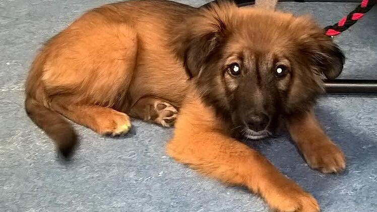 Lumina ist wieder da Foto: Polizei Nürnberg