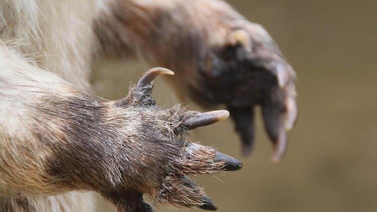 Und mit seinen Pfoten kann er kräftig graben.