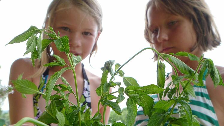 Leonie und Carina raten, welche Kräuter der Gartenbauverein aufgebaut hat: Pfefferminze.
