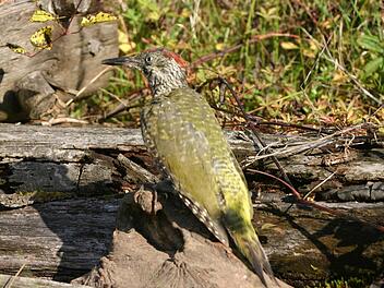 Dem Grünspecht kann man fast überall in der Region begegnen. Foto: Thomas Stahl