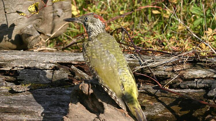 Dem Grünspecht kann man fast überall in der Region begegnen. Foto: Thomas Stahl