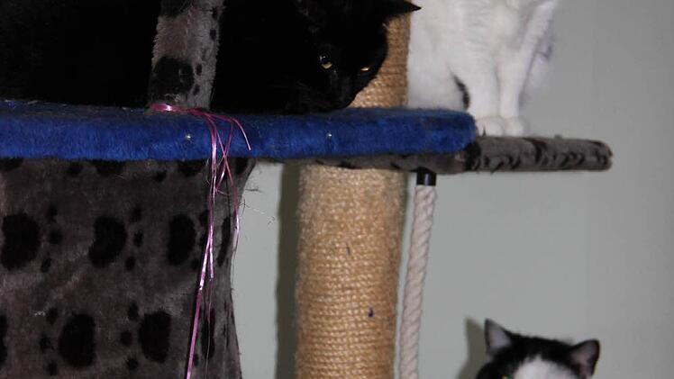 Nur keine Aufregung! Diese drei Stubentiger beobachten aus sicherer Entfernung die Lage.