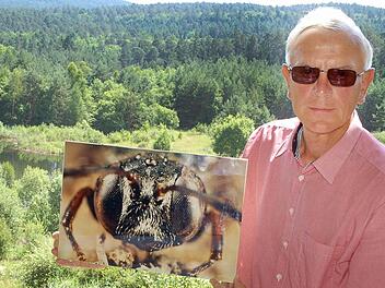 Helmut Krüg zeigt vor der Tongrube in Muggenbach eine Makrofotografie, die Roland Günther von Psen exeratus angefertigt hat, einer in Wirklichkeit nur wenige Millimeter großen Grabwespe, die weltweit nur an wenigen Stellen nachgewiesen werden konnte. Foto: Rainer Lutz