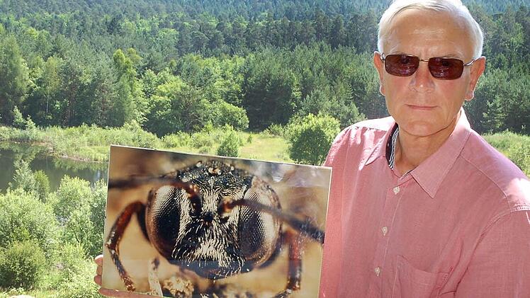 Helmut Krüg zeigt vor der Tongrube in Muggenbach eine Makrofotografie, die Roland Günther von Psen exeratus angefertigt hat, einer in Wirklichkeit nur wenige Millimeter großen Grabwespe, die weltweit nur an wenigen Stellen nachgewiesen werden konnte. Foto: Rainer Lutz