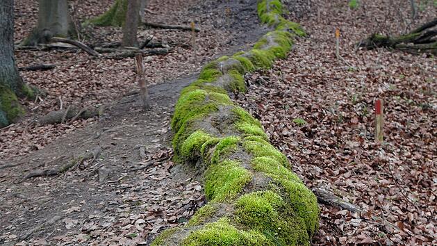 Steinerne Rinne, Naturdenkmal