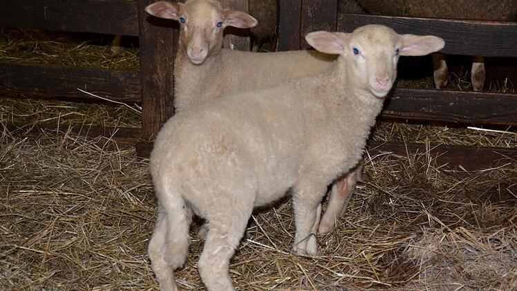 Lämmer im Stall bei Familie Alles in Frauenroth Foto: Kathrin Kupka-Hahn