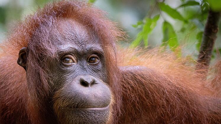 Orang-Utans z&auml;hlen zu den n&auml;chsten Verwandten des Menschen.