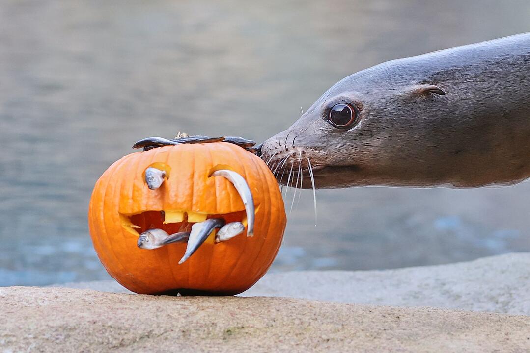 Halloween-&Uuml;berraschung im Zoo Leipzig