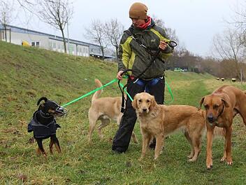 Dog Walkerin Lisa Sauer mit ihrer vierbeinigen Kundschaft  Foto: Barbara Herbst