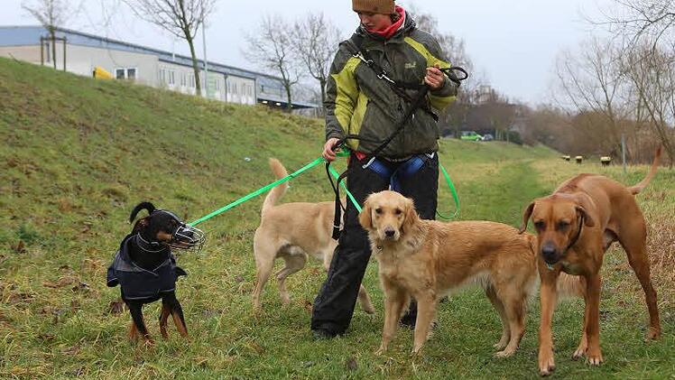 Dog Walkerin Lisa Sauer mit ihrer vierbeinigen Kundschaft  Foto: Barbara Herbst