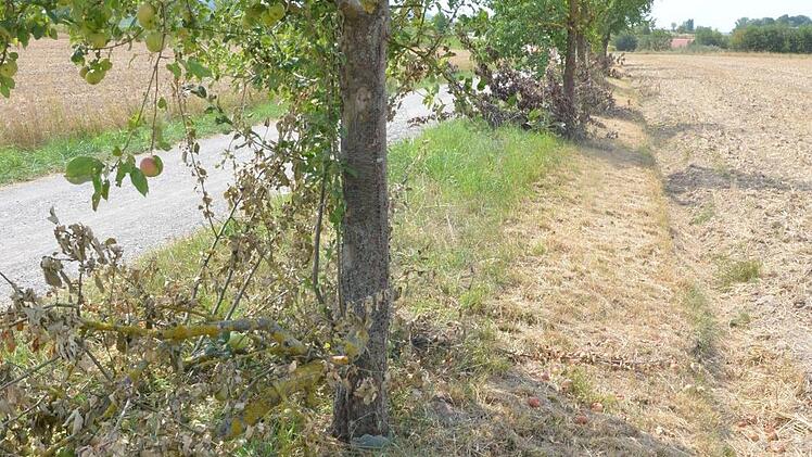 Zur Feldseite hin, wurden die Bäume rigoros zurückgeschnitten.