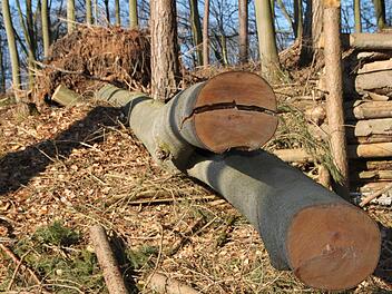 Spuren der Holzfällarbeiten im Waldgebiet "Höhe" in der Verlängerung der Straße Obertor in Bad Brückenau Foto: Ulrike Müller