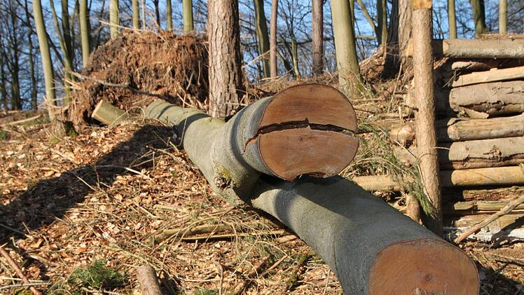 Spuren der Holzfällarbeiten im Waldgebiet "Höhe" in der Verlängerung der Straße Obertor in Bad Brückenau Foto: Ulrike Müller