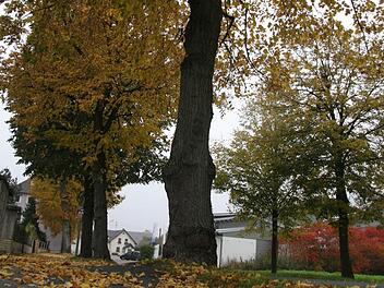Der Stadtrat bleibt mehrheitlich dabei: Die Linden an der Bahnhofstraße sollen durch Neuanpflanzungen ersetzt werden. Foto: Archiv/Sonja Adam