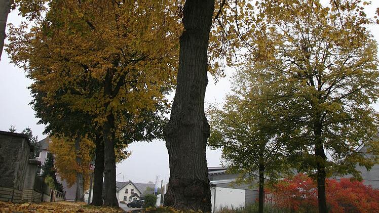 Der Stadtrat bleibt mehrheitlich dabei: Die Linden an der Bahnhofstraße sollen durch Neuanpflanzungen ersetzt werden. Foto: Archiv/Sonja Adam