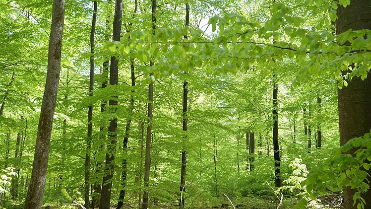 Lindgrüner Laubwald bei Ebrach
