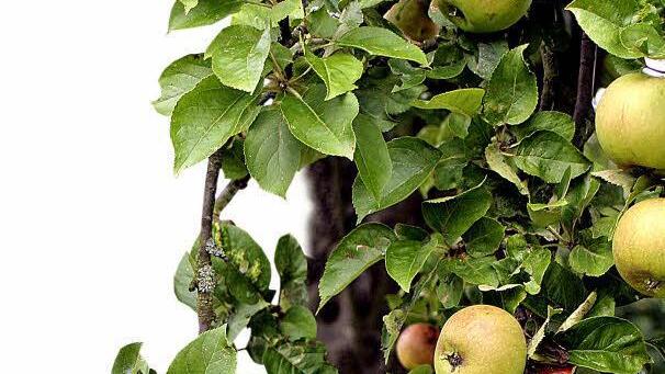 Foto: imago/Maria G&auml;n&szlig;ler