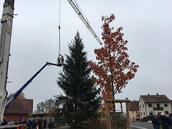 Dieser Riesen-Weihnachtsbaum in Mönchherrnsdorf wurde per Kran in Position gebracht. Foto: Anette Schreiber