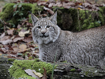 Wildpark Schweinfurt: "Uns haben die Menschen nicht vergessen"
