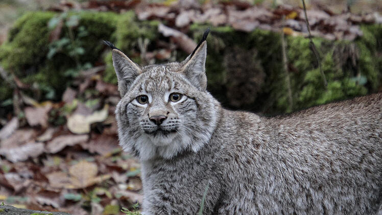 Wildpark Schweinfurt