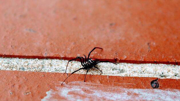 Schwarze Witwe Biss