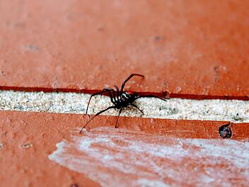 Schwarze Witwe Biss