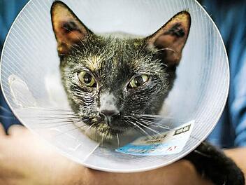 Katze Jacky schaut kurz nach ihrer Kastration noch etwas verschlafen aus der Halskrause.  Foto: Hendrik Steffens