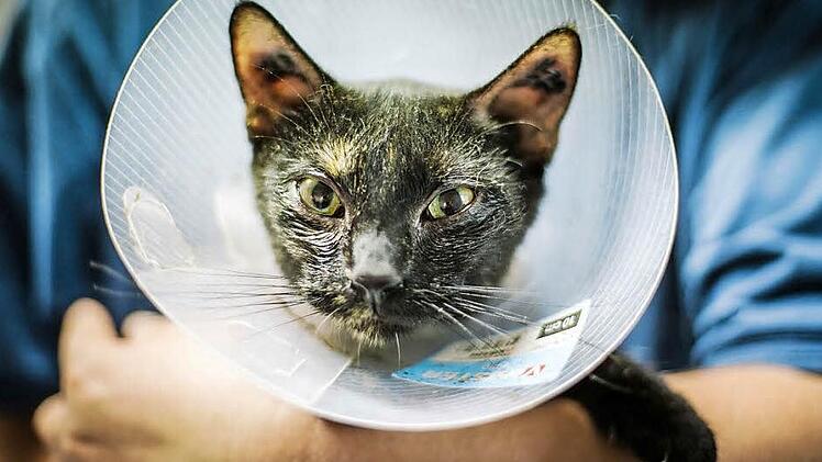 Katze Jacky schaut kurz nach ihrer Kastration noch etwas verschlafen aus der Halskrause.  Foto: Hendrik Steffens